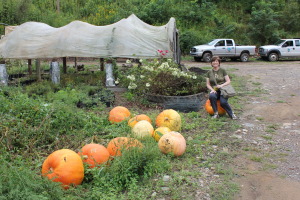 Barb relaxes on one of the Cathey grown pumpkins. Each gourd can make 15 pumpkin pies.