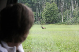 Out the window elk watching.
