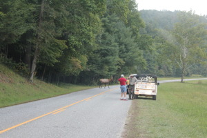 Side of the road in the Cataloochie Valley. Elk meander all around you!