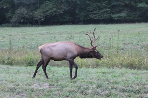 Out the window photo of a young bull elk in the Cataloochie Valley! Just one of the interesting areas easily accessible from the Lake!
