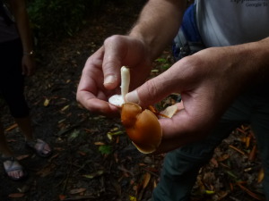 Hiking with a naturalist who showed us mushroom identification methods.