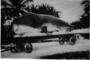 This Whale Shark was dragged all over on ice  caught by a guy in Florida in the olden days of American angling. He sold tickets to view its carcass!