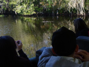 Other tourists on our bus viewed and photographed gators for the very first time and were quite excited about it!