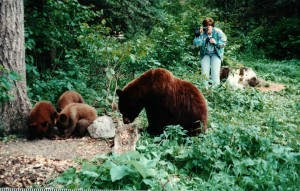 This is how not to photograph wildlife, especially a bear with cubs, especially not!