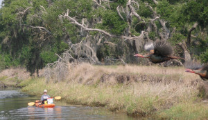Osceola Turkeys Spooked in Florida, take flight and I was holding my camera as they came across the river at 35-miles per hour!