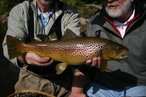 My W. Virginia Brown trout 24-inches of pure action in a branch- filled river!