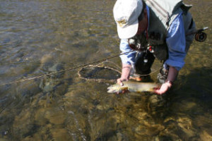 catskill trout released