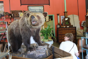 !Yes, it was a mounted Grizzly, but Barb was nervous anyway-it was a good realistic mount!