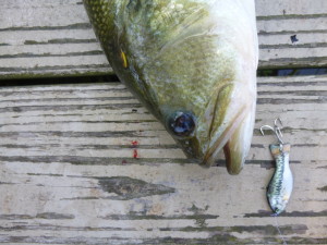 Als new Living Lures have just been introduced and I tried a fingerling bass. Bass are more than big mouthed predators, they are also cannibalistic! 1st cast, hit hard!