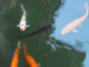 Koi greet you with open mouths as you enter the Ming Dynasty!