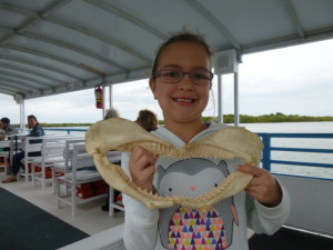 A shark jaw provided by the biologist to demonstrate how sharks eat WOWs the children and many of the adult city dwellers as well!