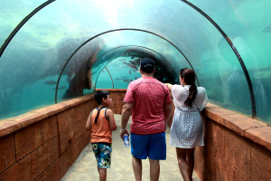 An Aquarium visit in the Caribbean!