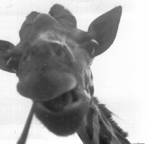 A friendly 18-foot guy visited my window during a drive through Kenya. I offered some chews and he said thanks with me taking this picture on my "Brownie" 126 camera.