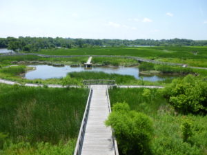 Wetlands protection and education teach about the life's blood of our world and our local environments. 